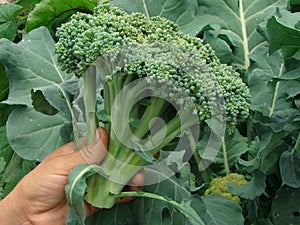 Hand with broccoli