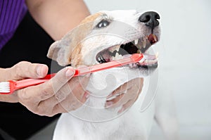 Hand brushing dog's tooth for dental