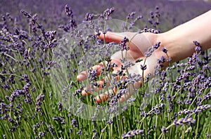Hand brushing lavender flowers