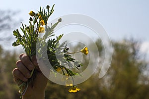 Hand with a bunch of buttercups for pride in plants