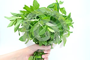 Hand with Bunch of mint leaves