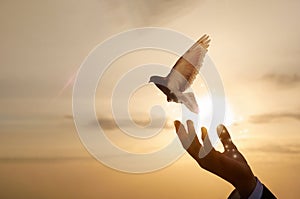 Hand of a businessman releases a dove against the background of a sunny sunset