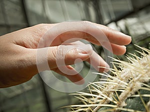 Hand on cactus