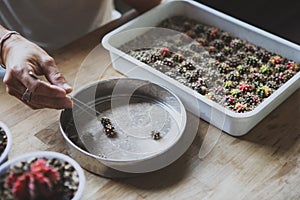 Hand of cactus garden collecting gymnocalycium offset