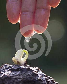 Hand care and watering seedling growing sprout