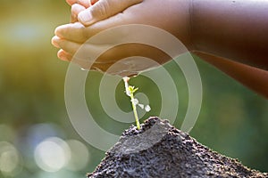 Hand care and watering seedling growing sprout