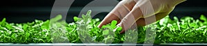 Close-Up of a Hand Harvesting Fresh Arugula from a Hydroponic System photo