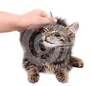 Hand caressing a cat on a white background