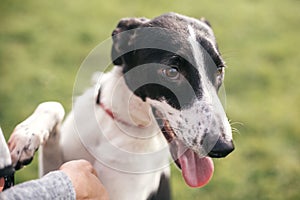 Hand caressing cute homeless dog with sad look in summer park. Adorable black and white dog playing and hugging with person ,