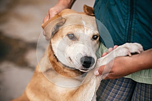 Hand caressing cute homeless dog with sweet looking eyes in summer park. Person hugging adorable yellow dog with funny cute