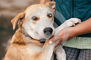 Hand caressing cute homeless dog with sweet looking eyes in summer park. Person hugging adorable yellow dog with funny cute