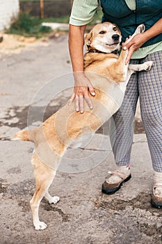 Hand caressing cute homeless dog with sweet looking eyes in summer park. Person hugging adorable yellow dog with funny cute