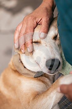 Hand caressing cute homeless dog with sweet looking eyes in summer park. Person hugging adorable yellow dog with funny cute