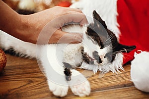 Hand caressing cute kitty at box with red and gold baubles, ornaments and santa hat under christmas tree in festive room. Merry C