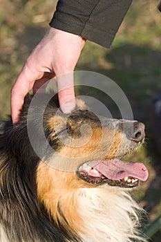 Hand caressing dog