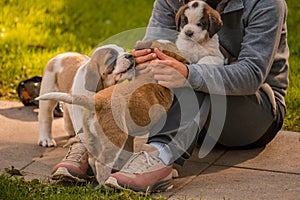 Hand caressing dog. People playing with Saint Bernard dogs. St. Bernard. Alpine Spaniel. St. Bernhardshund. Alpine Spaniel