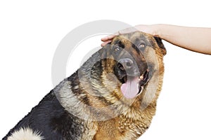 Hand caressing a german shepherd