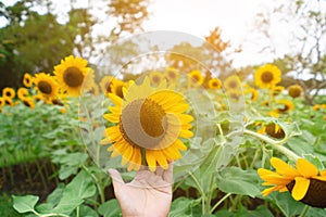 Hand carry beautify sun flow in lovely day feel relax