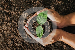 hand carrying a bag for planting