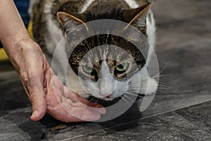 Hand with cat food