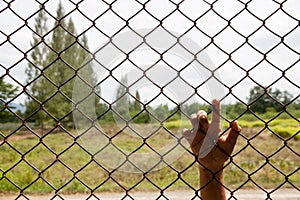 Hand catch on wire rusty mesh