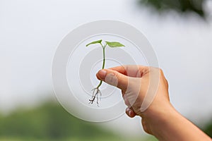 Hand catching, holding a sprout or seedling.