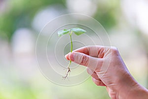 Hand catching, holding a sprout or seedling.