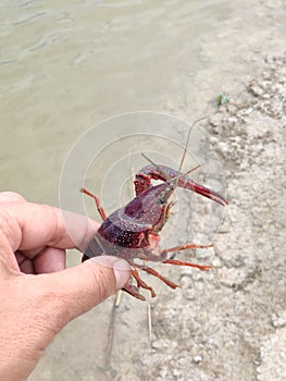 hand catching red river crab