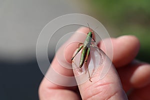 Mano da caucasico maschio possesso piccolo verde cavallo 