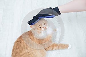 Hand Caucasian woman combing fur with beige cat glove