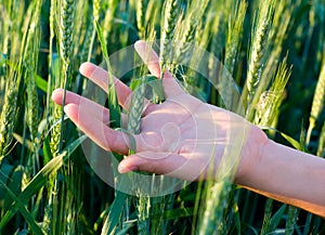Hand and cereal crops photo