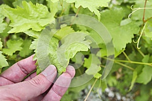 hand checking vine leaves