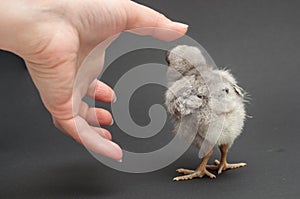 Hand and chick