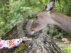 Hand of a child by giving food to a deer