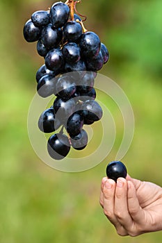 Hand of child with grape