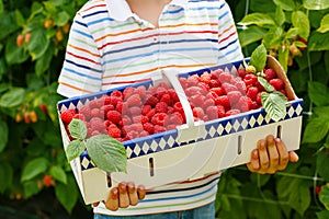 Hand of child holding basket with fresh rasberries