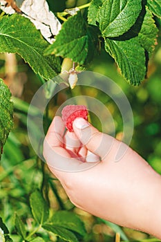 Hand of child holding a raspberry
