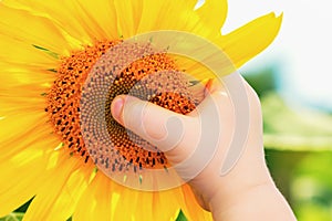 Hand of child holding sunflower