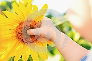 Hand of child holding sunflower