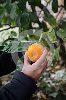Hand of a child picking a ripe mandarin citrus fruit