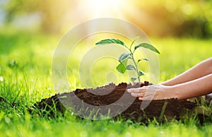 Hand of a child with shovel taking care of a seedling in the soil