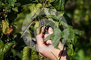 The hand of a child tears berries from a black currant bush