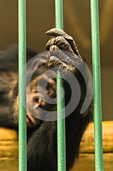 Hand of a chimpanzee monkey holding bar of his cage