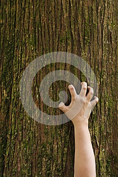 Hand clawing up a cedar tree trunk