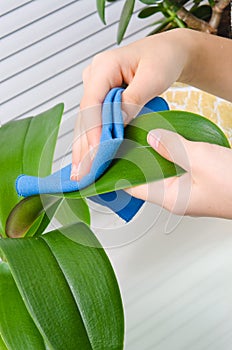 Hand cleaning plant by wet sponge