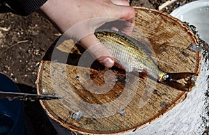 Hand cleans with a knife, caught river fish on a stump. The fisherman cleans the fish. A small fish lies on a birch stump. Fishing