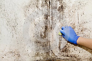 Hand cleans mold in the house photo