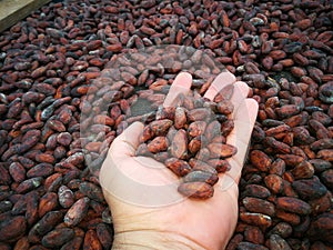 Hand and cocoa beans. The chocolat in process photo