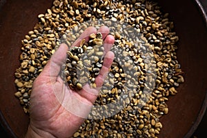 Hand with coffe beans. Showing most expensive luwak coffee