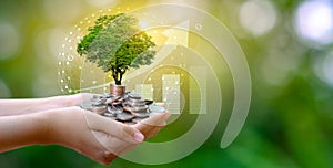 Hand Coin tree The tree grows on the pile. Saving money for the future. Investment Ideas and Business Growth. Green background photo